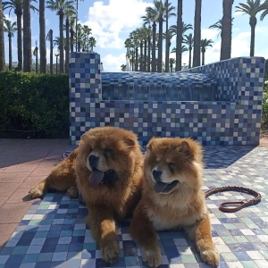 Chiots chow chow a vendre