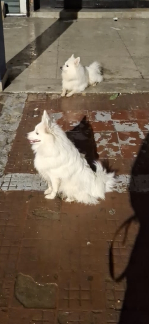 Femelle spitz japonais