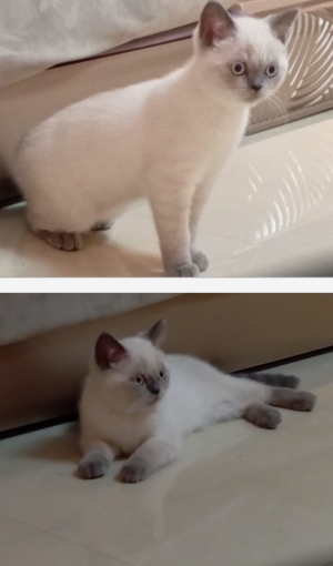 Scottish straight (British) 3 mois femelle